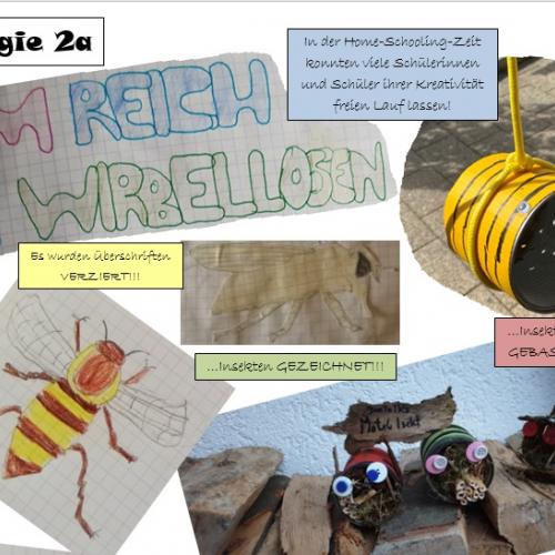 Insekten aus der 2a 19/20