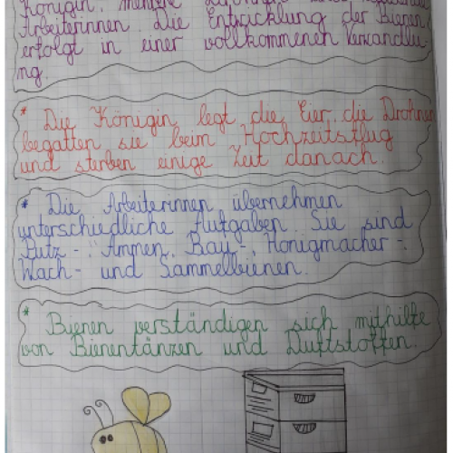 Insekten aus der 2a 19/20