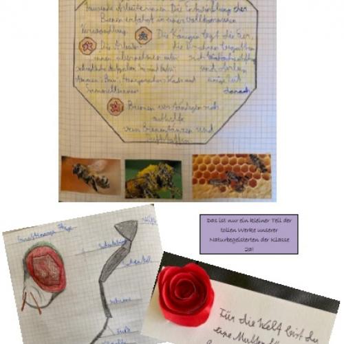 Insekten aus der 2a 19/20