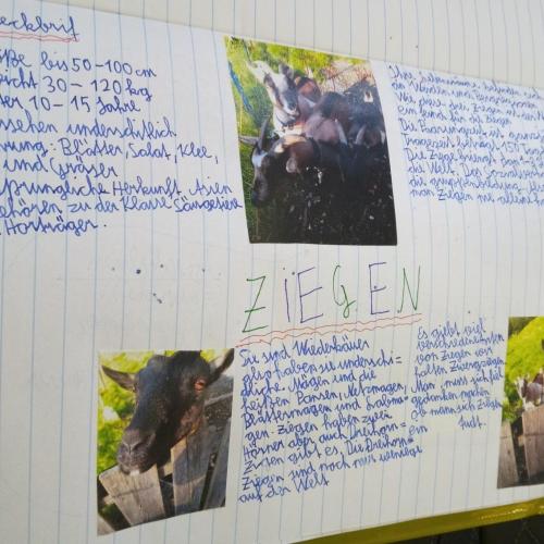Biologie: Steckbrief eines Säugetieres 20_21