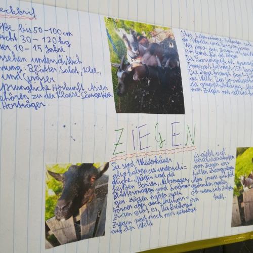 Biologie: Steckbrief eines Säugetieres 20_21