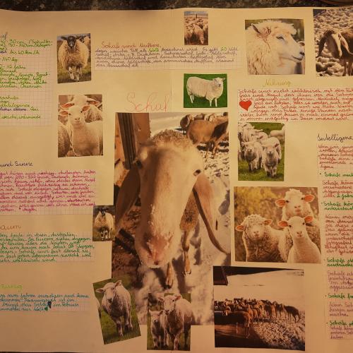Biologie: Steckbrief eines Säugetieres 20_21