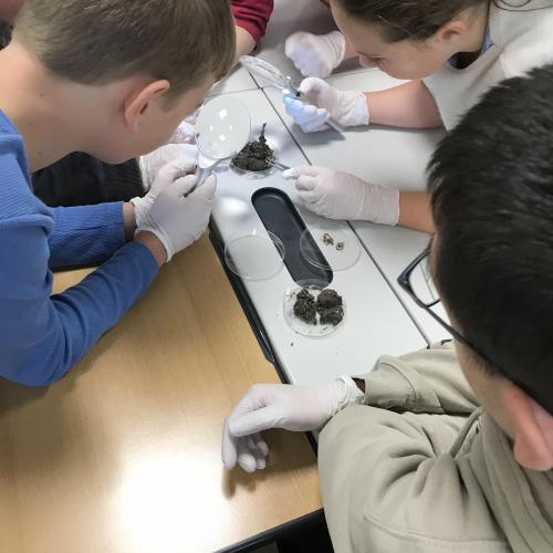 Schülerinnen und Schüler untersuchen Eulengewöll in einer Petrischale.
