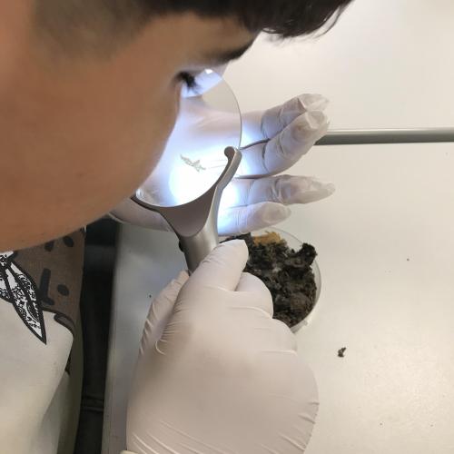 Schülerinnen und Schüler untersuchen Eulengewöll in einer Petrischale.