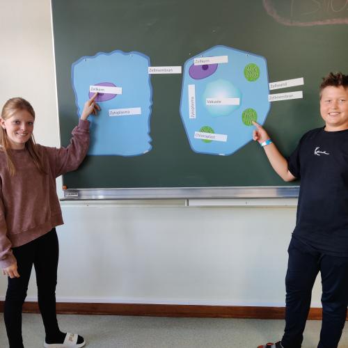 Schüler:innen zeigen Aufbau der Zelle