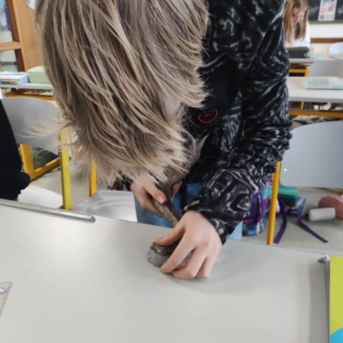 Schüler:innen mit Fossilien