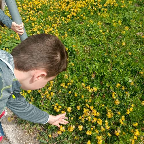 Marienkäfer werden in die Natur entlassen