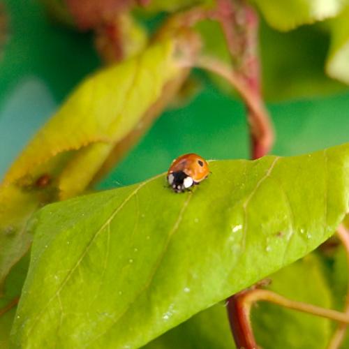 Marienkäfer auf Blatt