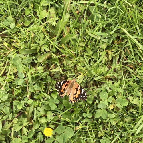 Der fertige Schmetterling