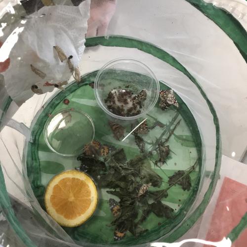 Geschlüpfte Schmetterlinge