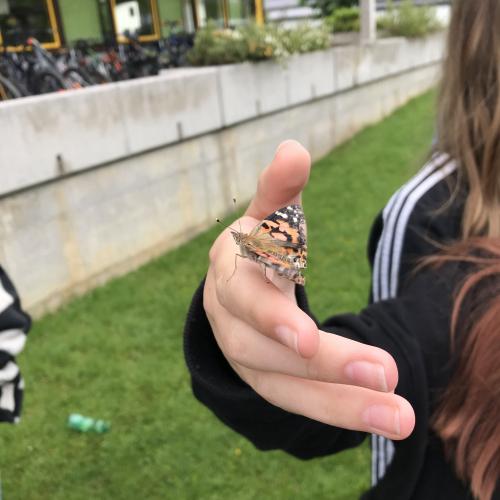 Schmetterling auf der Hand