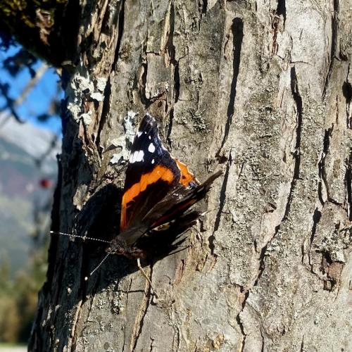 Schmetterling auf Baum