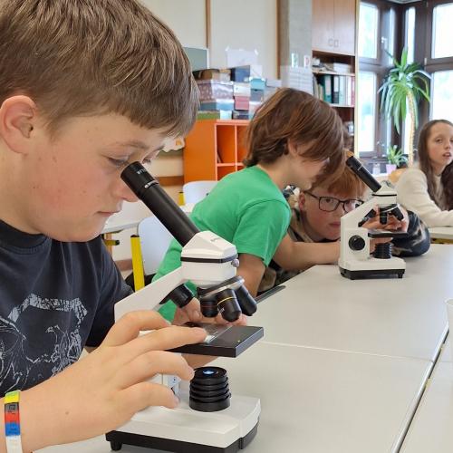 Schüler:innen beim Mikroskopieren