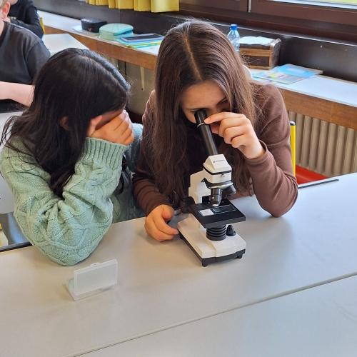 Schüler:innen beim Mikroskopieren
