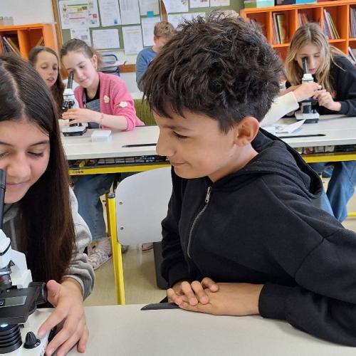 Schüler:innen beim Mikroskopieren