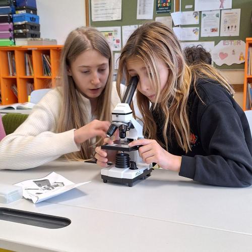 Schüler:innen beim Mikroskopieren