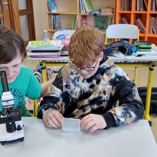Schüler:innen beim Mikroskopieren