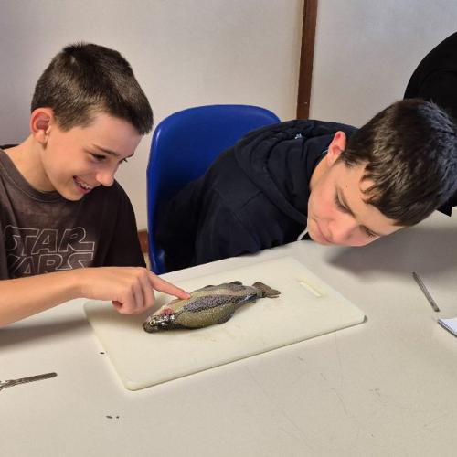 Schüler:innen sezieren Fische