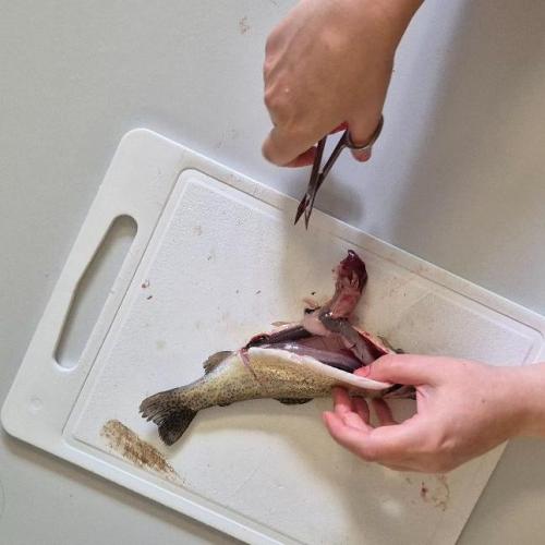 Schüler:innen sezieren Fische