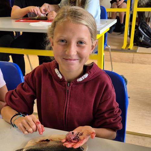 Schüler:innen sezieren Fische