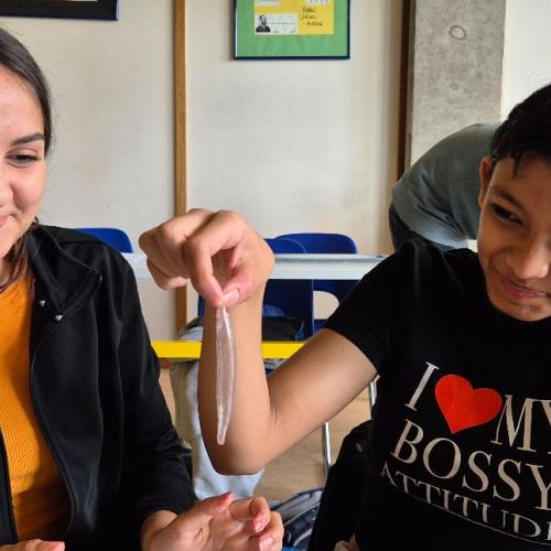 Schüler:innen sezieren Fische