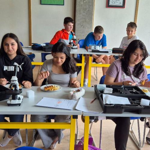 Schüler:innen sezieren Fische
