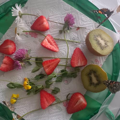 Schmetterlinge beim Essen