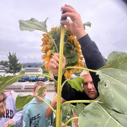 Schüler misst Sonnenblume