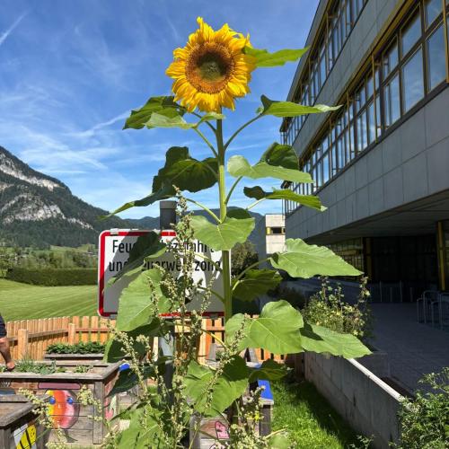 Sonnenblume der MS2 für den Wettbewerb