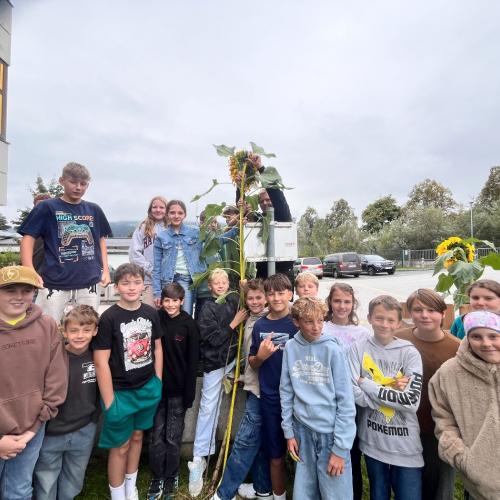 Schüler:innen präsentieren ihre gezogene Sonnenblume