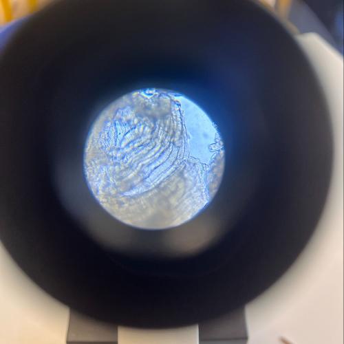 Muskelzellen unter dem Mikroskop