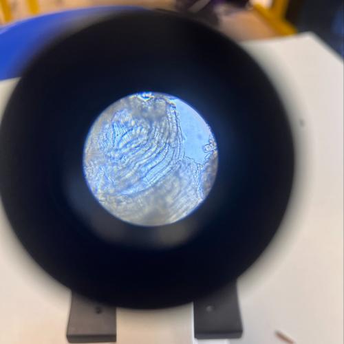 Muskelzellen unter dem Mikroskop