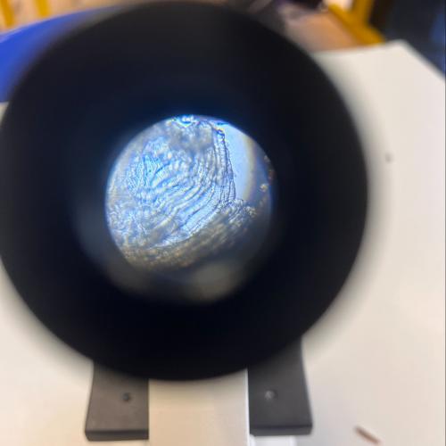 Muskelzellen unter dem Mikroskop