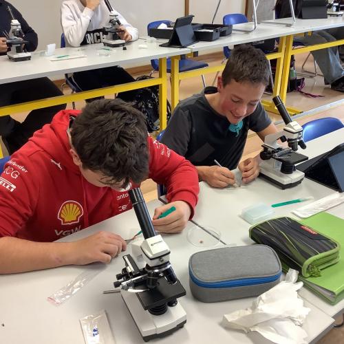 Schüler:innen beim Mikroskopieren