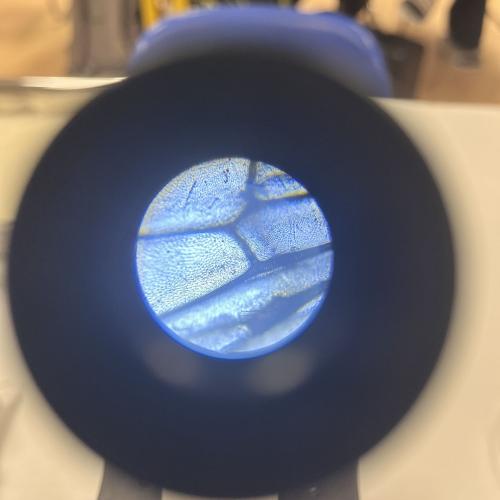 Flügel eines Insekts durch Mikroskop