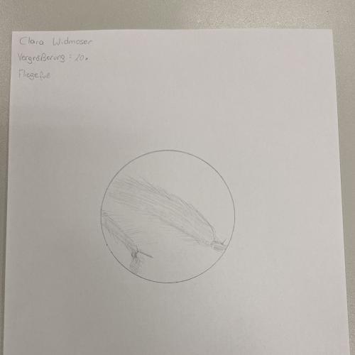 Zeichnung Beobachtung Mikroskop