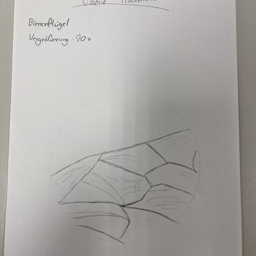 Zeichnung Beobachtung Mikroskop