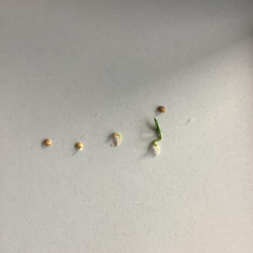 Entwicklung aus einem Samenkorn bis hin zum Keimling