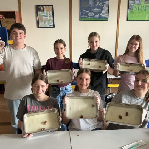 Schüler:innen beim Sezieren