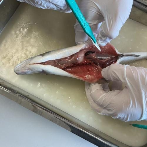 Fische sezieren