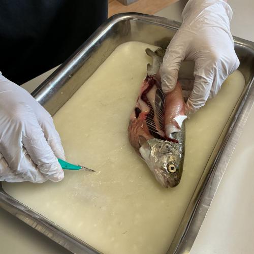 Fische sezieren