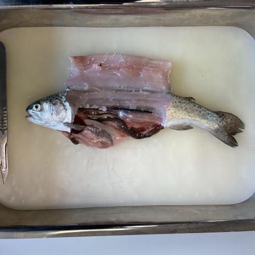 Fische sezieren