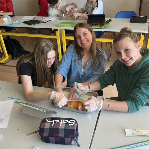 Schüler:innen beim Sezieren
