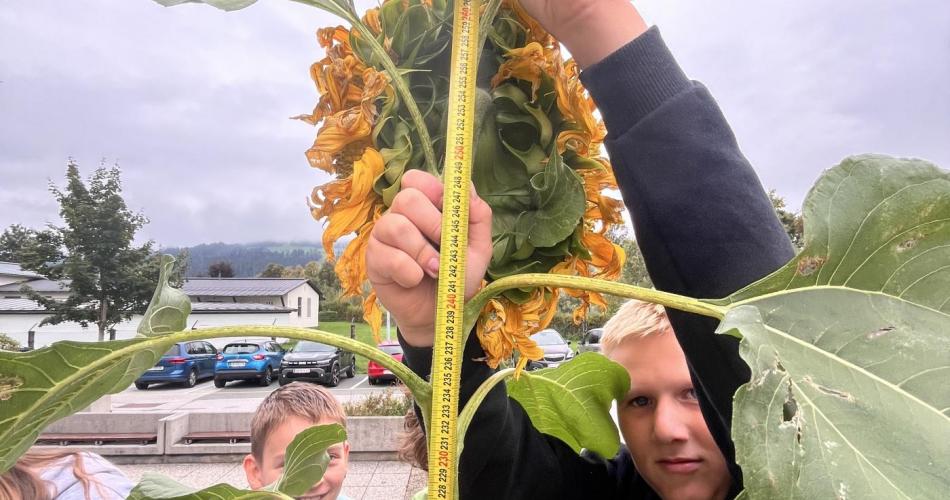 Schüler misst Sonnenblume
