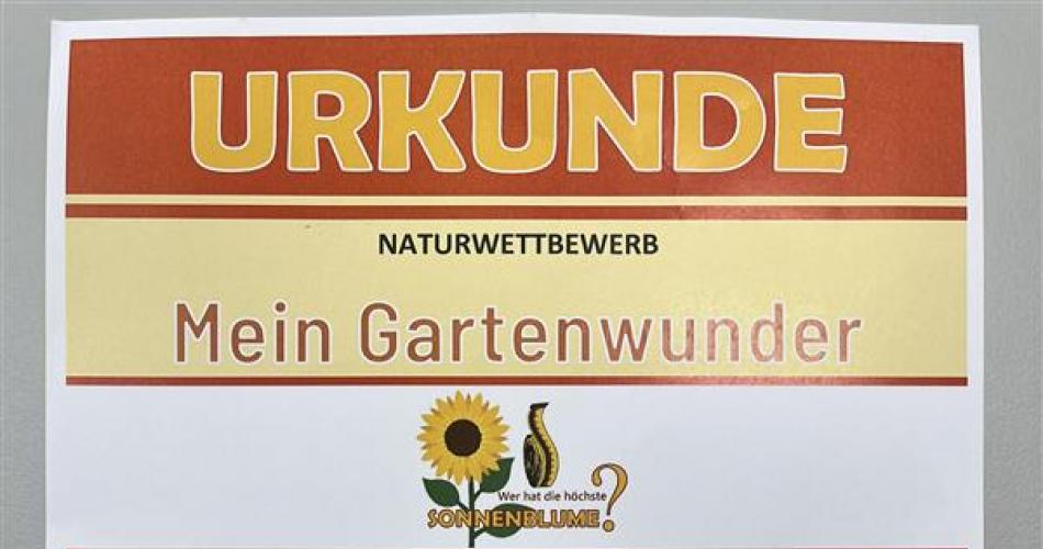 Urkunde Sonnenblumenwettbewerb